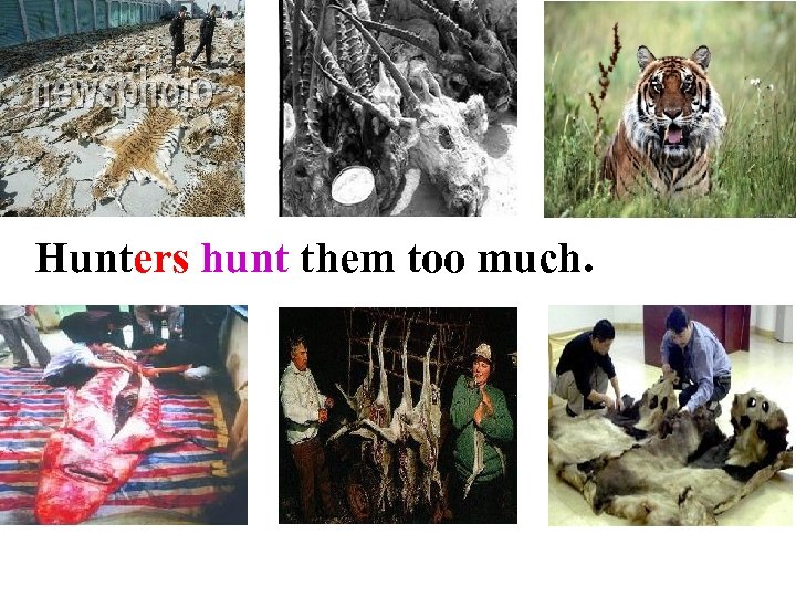 Hunters hunt them too much. 