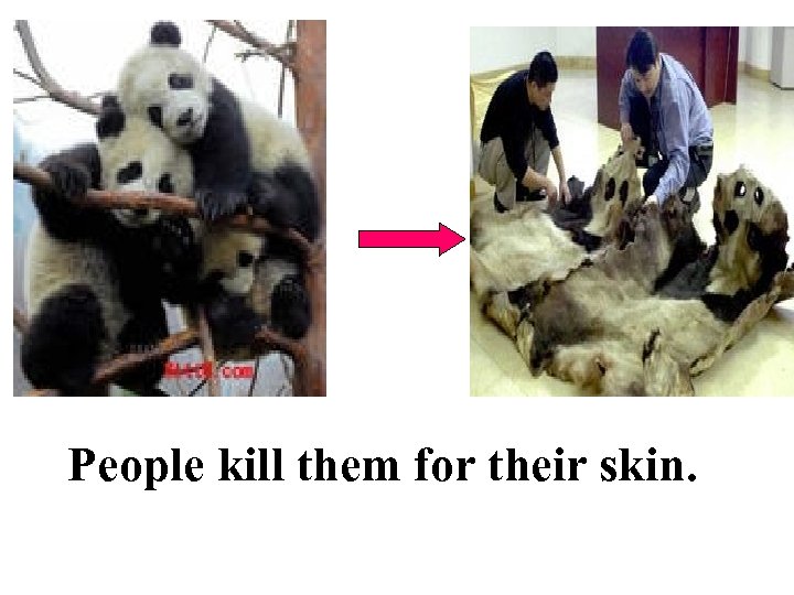 People kill them for their skin. 