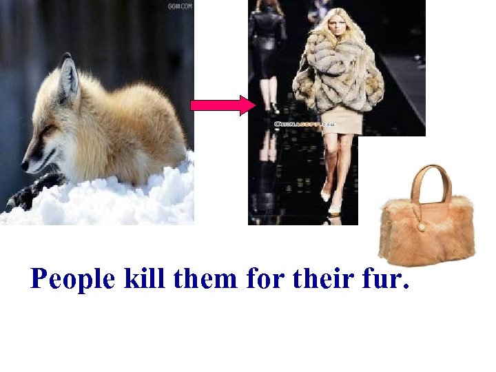 People kill them for their fur. 