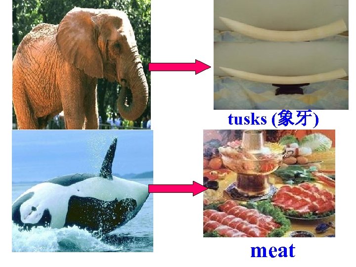 tusks (象牙) meat 