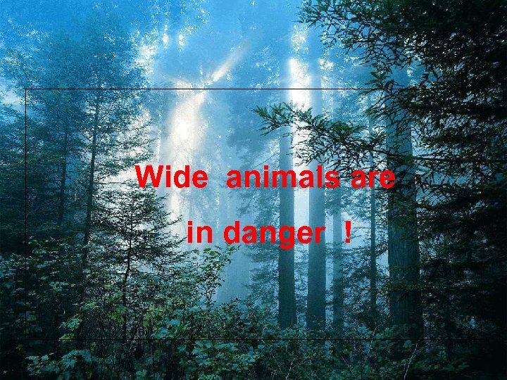 Wide animals are in danger ! 