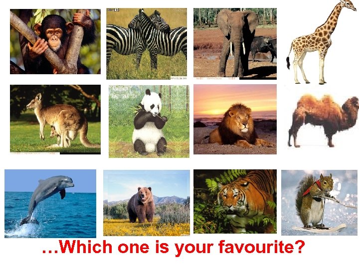…Which one is your favourite? 