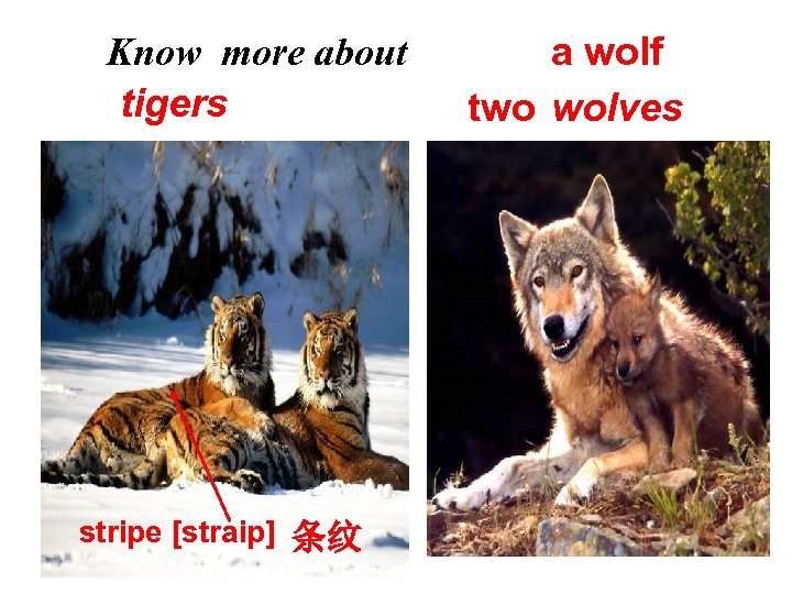 Know more about tigers stripe [straip] 条纹 a wolf two wolves 