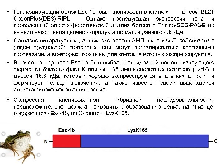 Гены не кодирующие белки. Кодирующий белок. Ген кодирующий белок. Белок кодирующий ген в клетке. Кодировка белков.