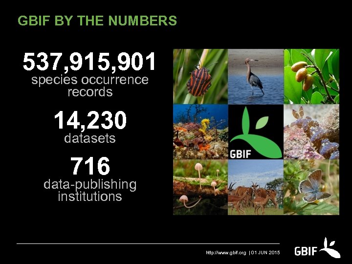 GBIF BY THE NUMBERS 537, 915, 901 species occurrence records 14, 230 datasets 716