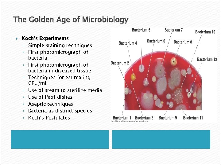 The Golden Age of Microbiology Koch’s Experiments ◦ Simple staining techniques ◦ First photomicrograph