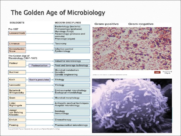 The Golden Age of Microbiology 