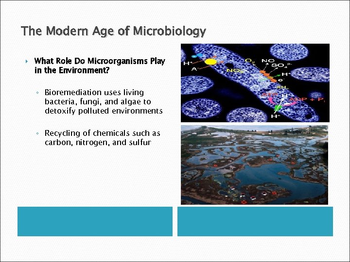 The Modern Age of Microbiology What Role Do Microorganisms Play in the Environment? ◦