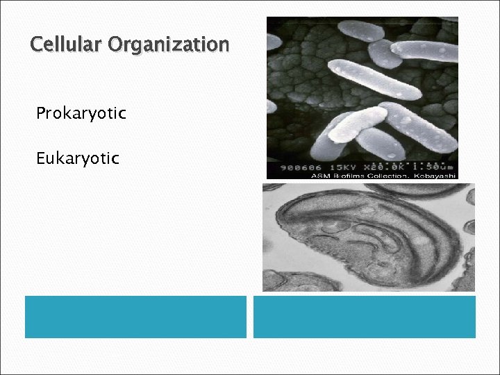 Cellular Organization Prokaryotic Eukaryotic 