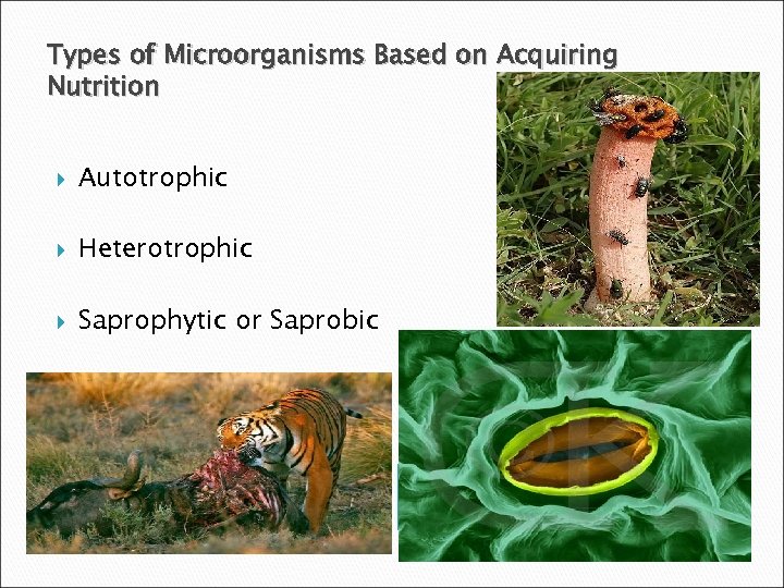 Types of Microorganisms Based on Acquiring Nutrition Autotrophic Heterotrophic Saprophytic or Saprobic 