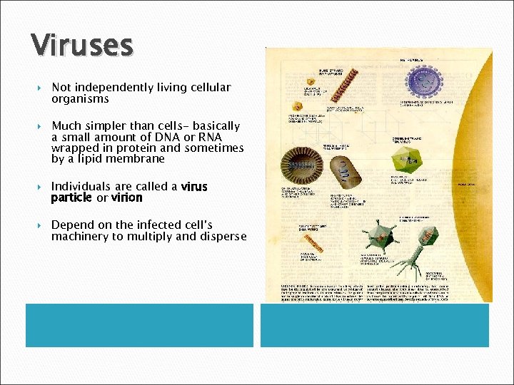 Viruses Not independently living cellular organisms Much simpler than cells- basically a small amount