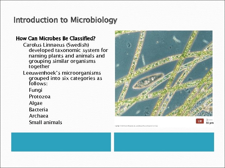 Introduction to Microbiology How Can Microbes Be Classified? Carolus Linnaeus (Swedish) developed taxonomic system