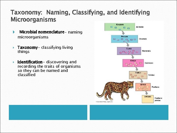Taxonomy: Naming, Classifying, and Identifying Microorganisms Microbial nomenclature- naming microorganisms Taxonomy- classifying living things
