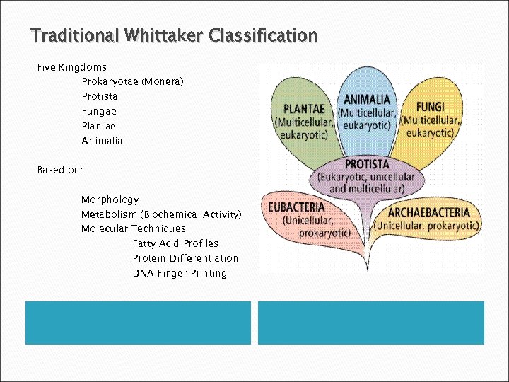 Traditional Whittaker Classification Five Kingdoms Prokaryotae (Monera) Protista Fungae Plantae Animalia Based on: Morphology