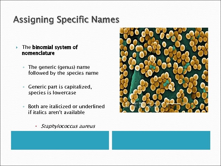 Assigning Specific Names The binomial system of nomenclature ◦ The generic (genus) name followed