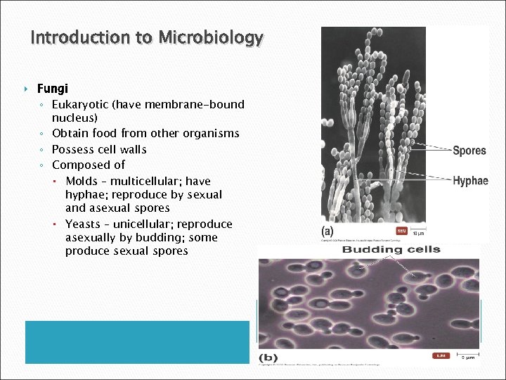 Introduction to Microbiology Fungi ◦ Eukaryotic (have membrane-bound nucleus) ◦ Obtain food from other