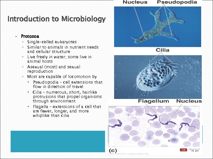 Introduction to Microbiology Protozoa ◦ Single-celled eukaryotes ◦ Similar to animals in nutrient needs