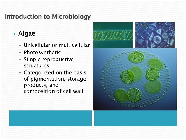 Introduction to Microbiology Algae ◦ Unicellular or multicellular ◦ Photosynthetic ◦ Simple reproductive structures