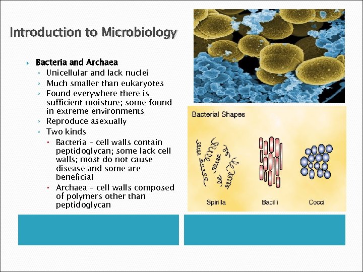 Introduction to Microbiology Bacteria and Archaea ◦ Unicellular and lack nuclei ◦ Much smaller