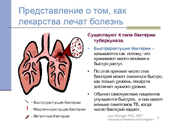 Представление о том, как лекарства лечат болезнь Существуют 4 типа бактерии туберкулеза. • •