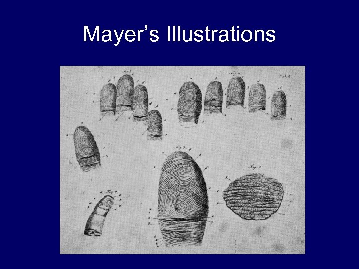 Mayer’s Illustrations 