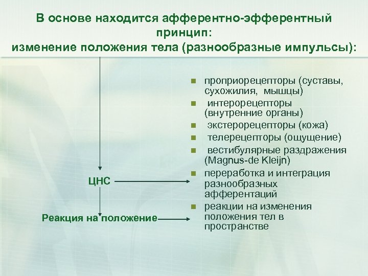 В основе находится афферентно-эфферентный принцип: изменение положения тела (разнообразные импульсы): n n n ЦНС