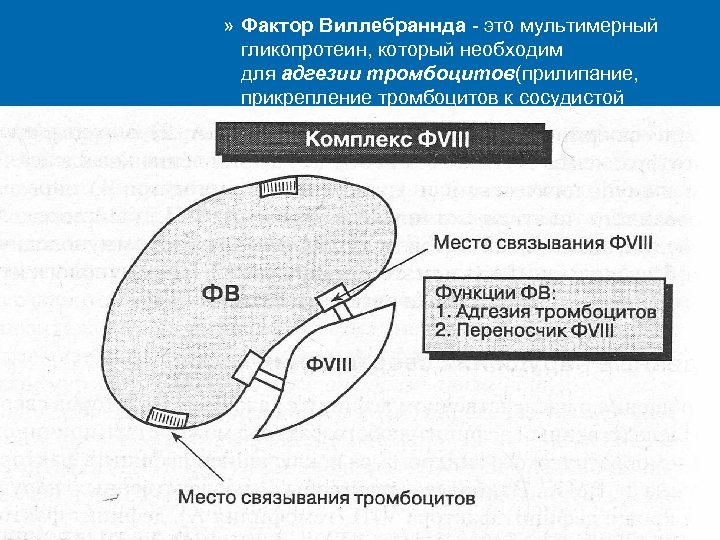 » Фактор Виллебраннда - это мультимерный гликопротеин, который необходим для адгезии тромбоцитов(прилипание, прикрепление тромбоцитов