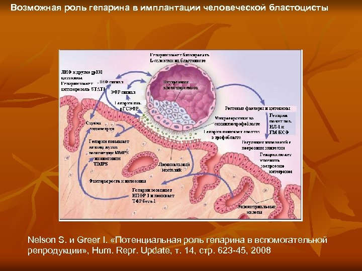 Возможная роль гепарина в имплантации человеческой бластоцисты Nelson S. и Greer I. «Потенциальная роль