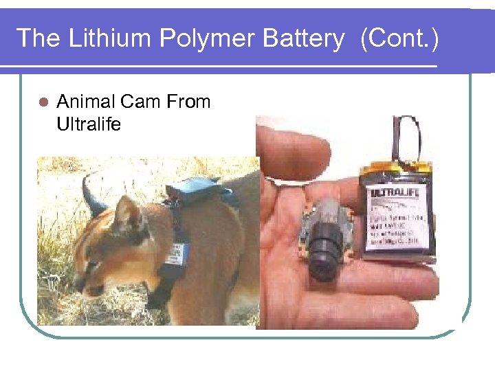 The Lithium Polymer Battery (Cont. ) l Animal Cam From Ultralife 