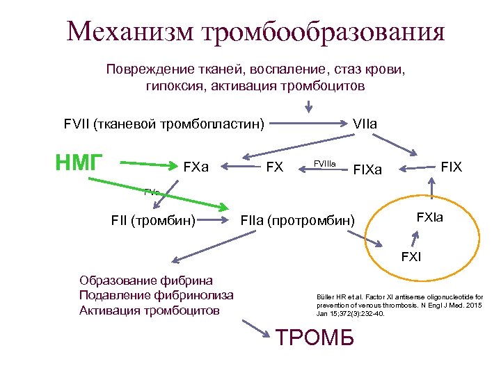 Механизм тромбообразования Повреждение тканей, воспаление, стаз крови, гипоксия, активация тромбоцитов FVII (тканевой тромбопластин) НМГ