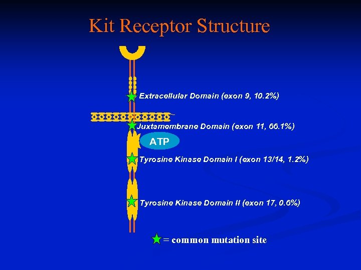 Kit Receptor Structure Extracellular Domain (exon 9, 10. 2%) Juxtamembrane Domain (exon 11, 66.