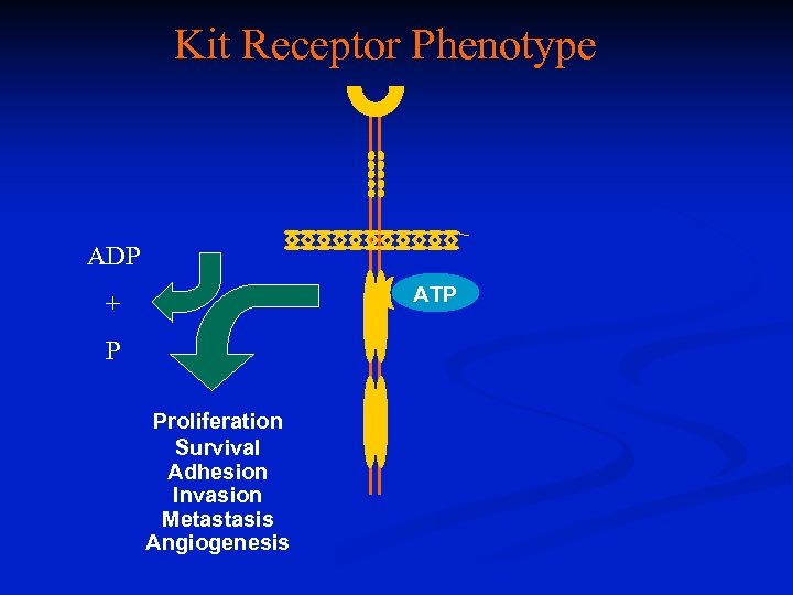 Kit Receptor Phenotype ADP ATP + P Proliferation Survival Adhesion Invasion Metastasis Angiogenesis 