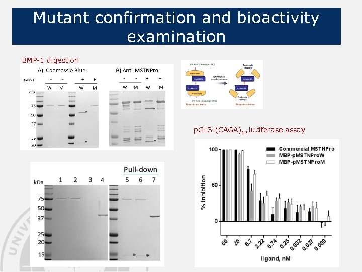 Mutant confirmation and bioactivity examination BMP-1 digestion p. GL 3 -(CAGA)12 luciferase assay 