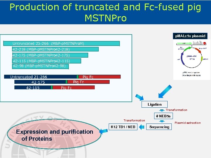 Production of truncated and Fc-fused pig MSTNPro p. MALc 5 x plasmid Untruncated 23