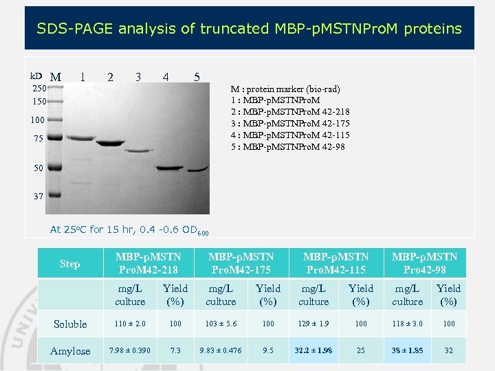 SDS-PAGE analysis of truncated MBP-p. MSTNPro. M proteins k. Da 250 150 M 1