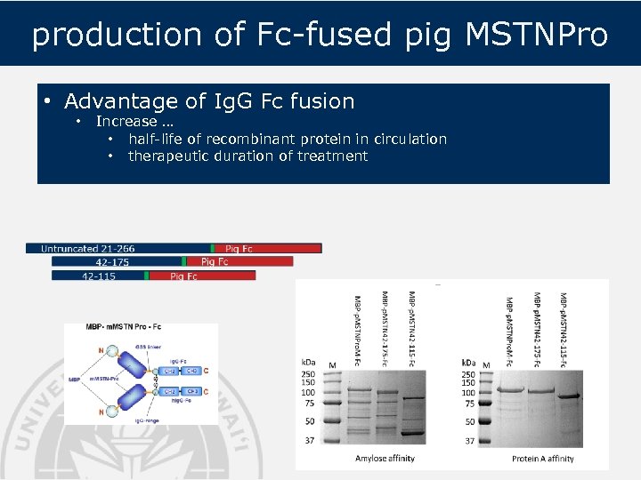 production of Fc-fused pig MSTNPro • Advantage of Ig. G Fc fusion • Increase