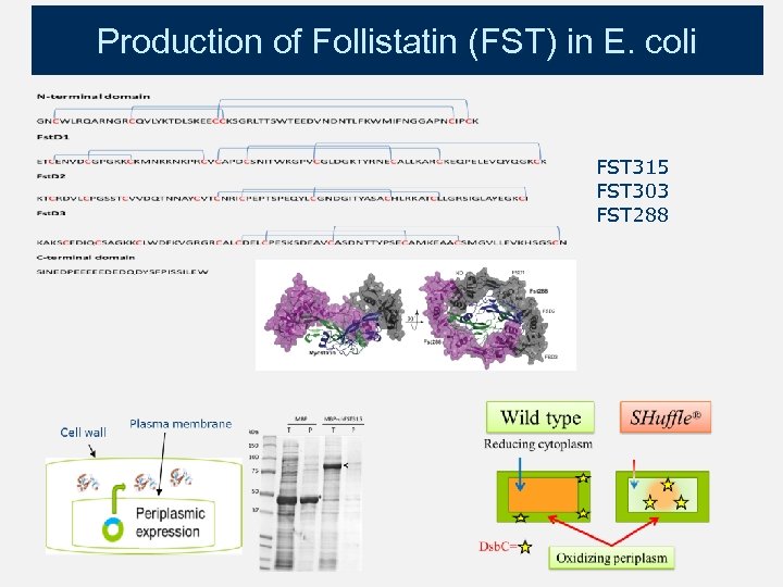 Production of Follistatin (FST) in E. coli FST 315 FST 303 FST 288 