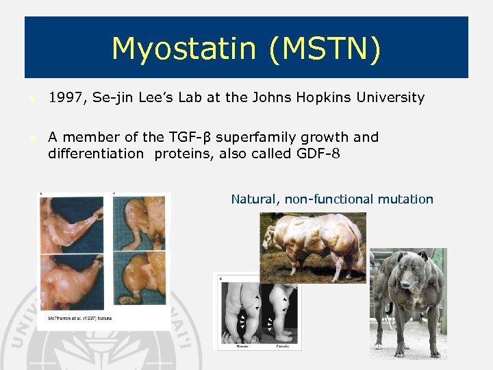 Myostatin (MSTN) n n 1997, Se-jin Lee’s Lab at the Johns Hopkins University A