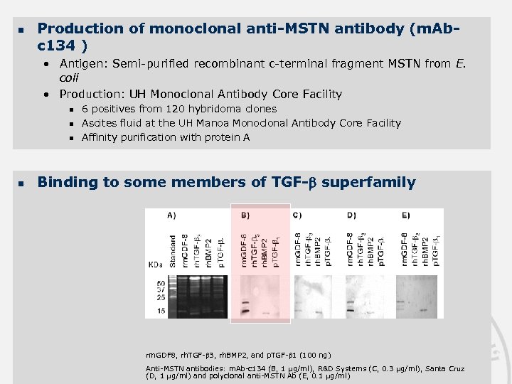 n Production of monoclonal anti-MSTN antibody (m. Abc 134 ) • Antigen: Semi-purified recombinant