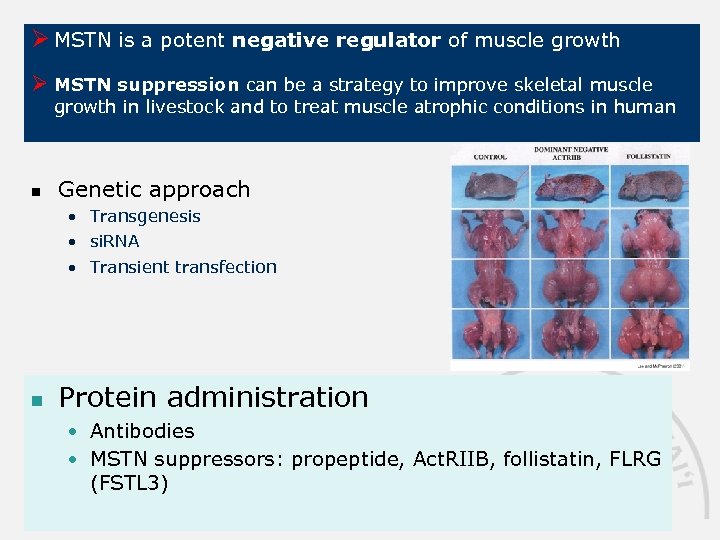 Ø MSTN is a potent negative regulator of muscle growth Ø MSTN suppression can