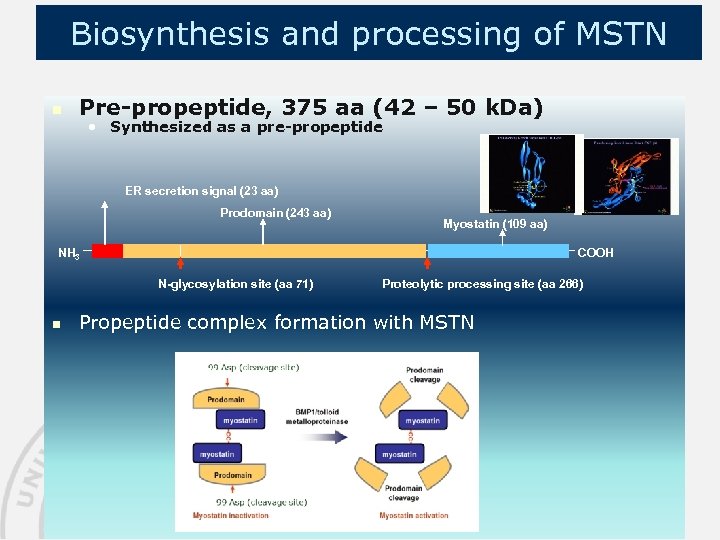 Biosynthesis and processing of MSTN n Pre-propeptide, 375 aa (42 – 50 k. Da)