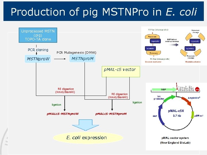 Production of pig MSTNPro in E. coli Unprocessed MSTN (pig) TOPO-TA clone PCR cloning