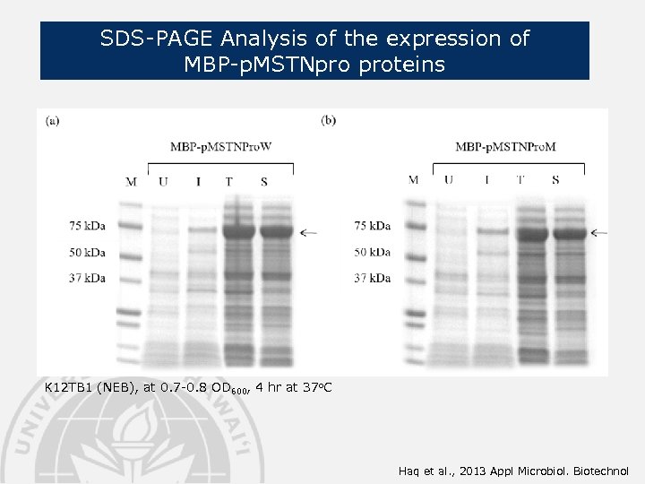 SDS-PAGE Analysis of the expression of MBP-p. MSTNpro proteins K 12 TB 1 (NEB),