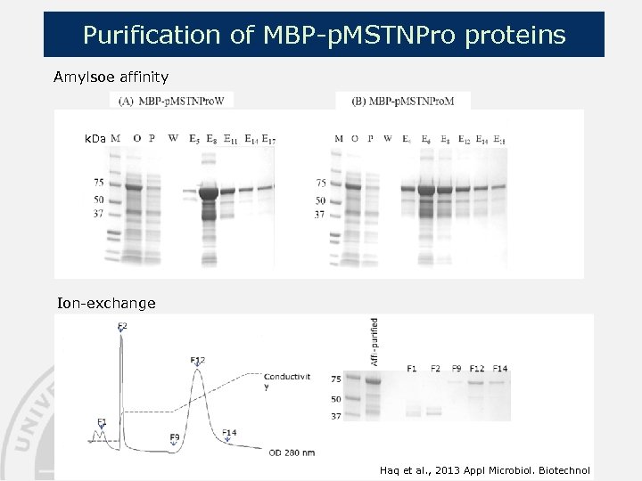 Purification of MBP-p. MSTNPro proteins Amylsoe affinity k. Da Ion-exchange Haq et al. ,