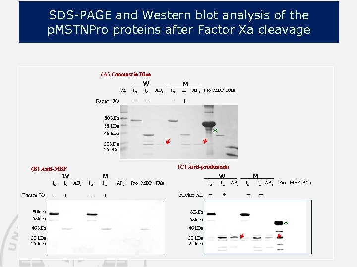 SDS-PAGE and Western blot analysis of the p. MSTNPro proteins after Factor Xa cleavage