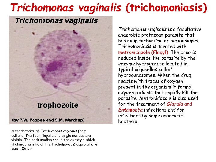Trichomonas vaginalis (trichomoniasis) • A trophozoite of Trichomonas vaginalis from culture. The four flagella