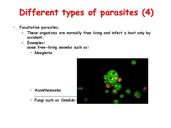 Different types of parasites (4) • Facultative parasites. – These organisms are normally free
