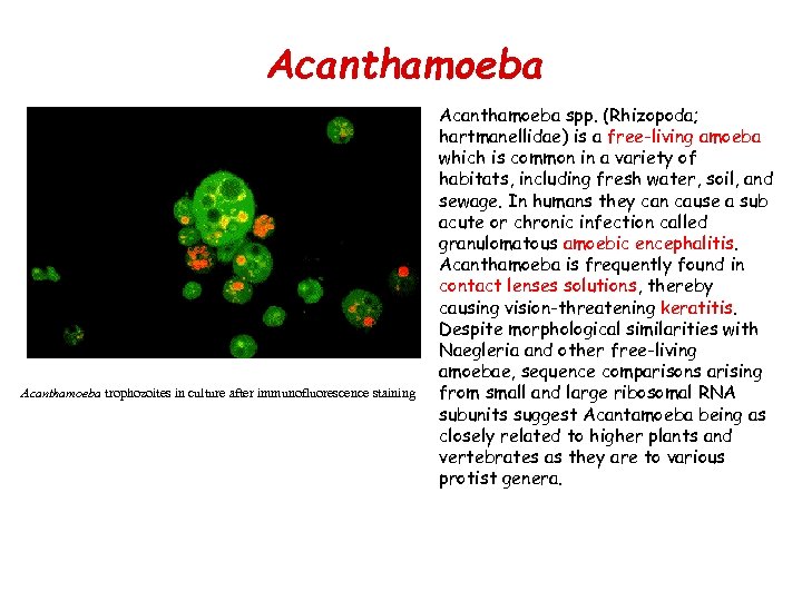 Acanthamoeba • Acanthamoeba trophozoites in culture after immunofluorescence staining Acanthamoeba spp. (Rhizopoda; hartmanellidae) is