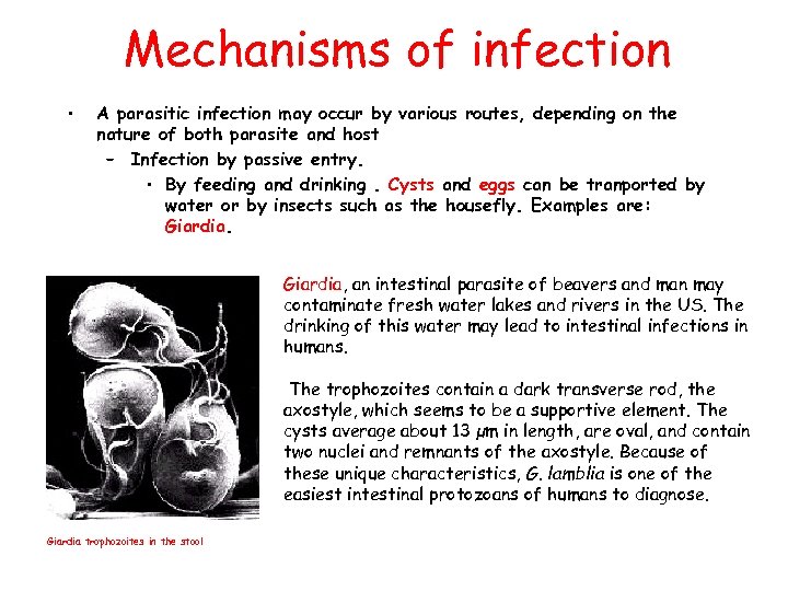 Mechanisms of infection • • A parasitic infection may occur by various routes, depending