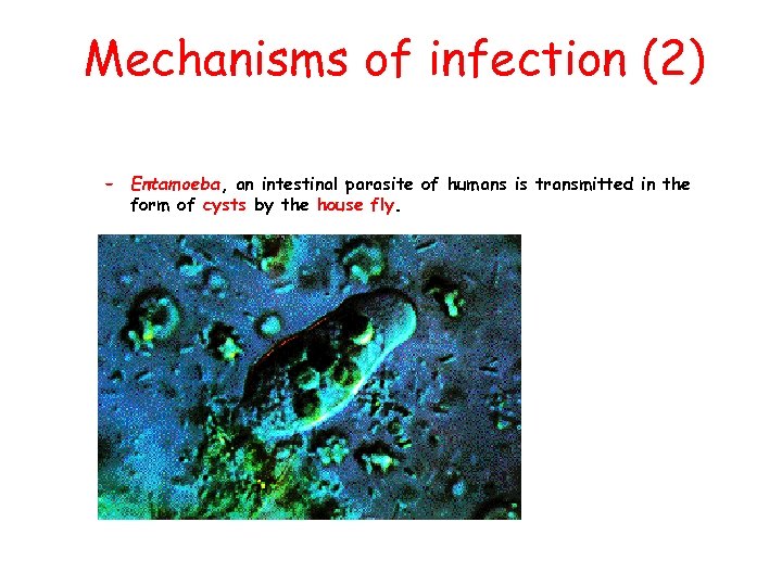 Mechanisms of infection (2) – Entamoeba, an intestinal parasite of humans is transmitted in
